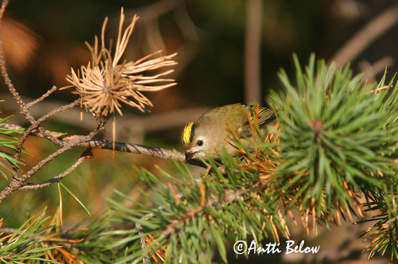 Avainsanat: Reietó Fuglekonge Goudhaantje Goldcrest Pöialpoiss Hippiäinen Roitelet huppé Wintergoldhähnchen Sárgafeju királyka Glókollur Regolo Fuglekonge Estrelinha-de-poupa Regulus regulus Reyezuelo Sencillo Kungsfågel