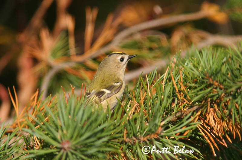Avainsanat: Reietó Fuglekonge Goudhaantje Goldcrest Pöialpoiss Hippiäinen Roitelet huppé Wintergoldhähnchen Sárgafeju királyka Glókollur Regolo Fuglekonge Estrelinha-de-poupa Regulus regulus Reyezuelo Sencillo Kungsfågel