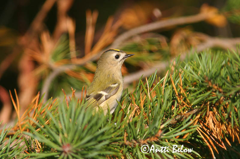 Avainsanat: Reietó Fuglekonge Goudhaantje Goldcrest Pöialpoiss Hippiäinen Roitelet huppé Wintergoldhähnchen Sárgafeju királyka Glókollur Regolo Fuglekonge Estrelinha-de-poupa Regulus regulus Reyezuelo Sencillo Kungsfågel