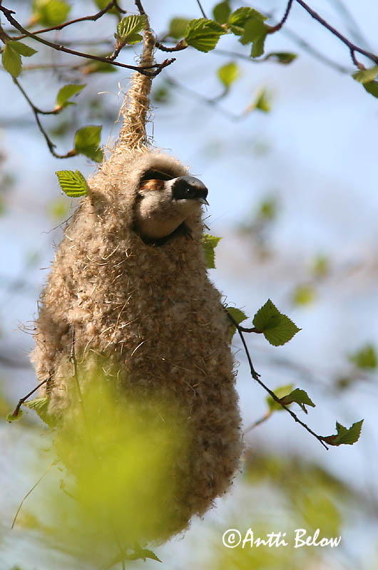 Avainsanat: Teixidor Pungmejse Buidelmees Eurasian Penduline Tit Kukkurtihane Pussitiainen Rémiz penduline Beutelmeise Függocinege Pungmeisa Pendolino Pungmeis Chapim-de-faces-pretas Remiz pendulinus Pájaro Moscón Pungmes