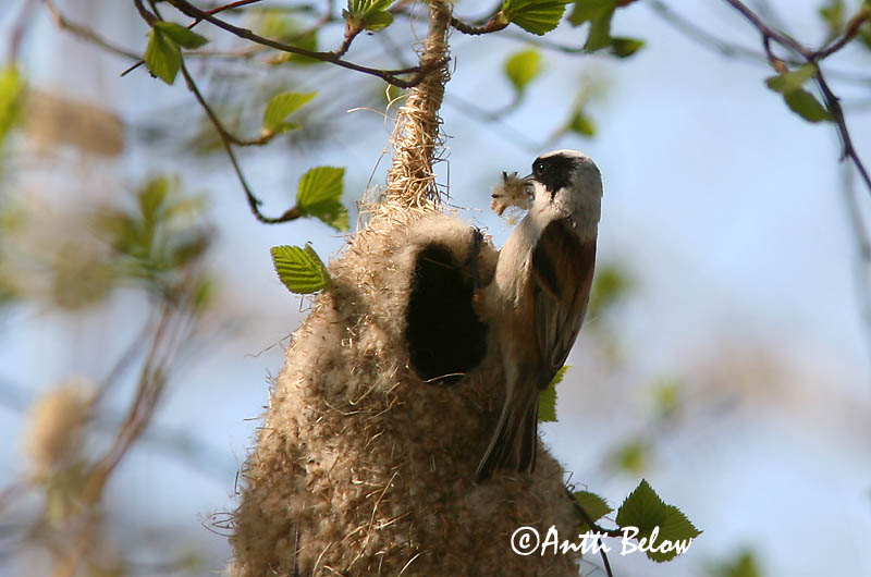 Avainsanat: Teixidor Pungmejse Buidelmees Eurasian Penduline Tit Kukkurtihane Pussitiainen Rémiz penduline Beutelmeise Függocinege Pungmeisa Pendolino Pungmeis Chapim-de-faces-pretas Remiz pendulinus Pájaro Moscón Pungmes