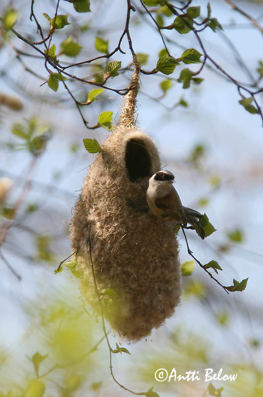 Avainsanat: Teixidor Pungmejse Buidelmees Eurasian Penduline Tit Kukkurtihane Pussitiainen Rémiz penduline Beutelmeise Függocinege Pungmeisa Pendolino Pungmeis Chapim-de-faces-pretas Remiz pendulinus Pájaro Moscón Pungmes