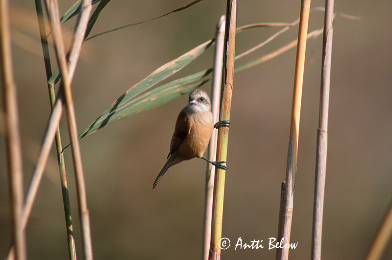 Avainsanat: Teixidor Pungmejse Buidelmees Eurasian Penduline Tit Kukkurtihane Pussitiainen Rémiz penduline Beutelmeise Függocinege Pungmeisa Pendolino Pungmeis Chapim-de-faces-pretas Remiz pendulinus Pájaro Moscón Pungmes