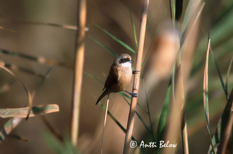 Avainsanat: Teixidor Pungmejse Buidelmees Eurasian Penduline Tit Kukkurtihane Pussitiainen Rémiz penduline Beutelmeise Függocinege Pungmeisa Pendolino Pungmeis Chapim-de-faces-pretas Remiz pendulinus Pájaro Moscón Pungmes