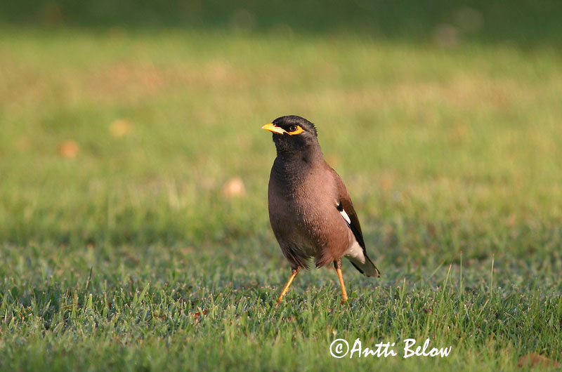 Avainsanat: Pihamaina Common Myna Martin triste Hirtenmaina Brunstær Acridotheres tristis Estornino Pardo Brun majna