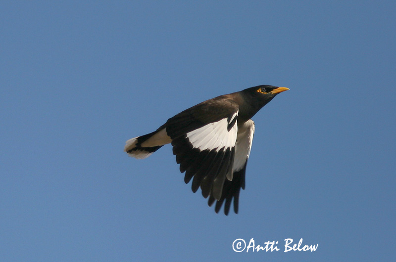 Avainsanat: Pihamaina Common Myna Martin triste Hirtenmaina Brunstær Acridotheres tristis Estornino Pardo Brun majna