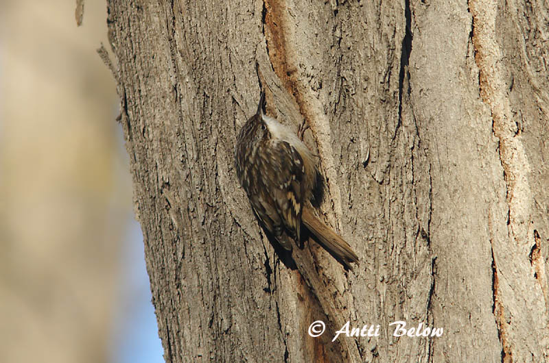 Rome, Italy 12/08
Avainsanat: Raspinell comú Korttået træløber Boomkruiper Short-toed Treecreeper Etelänpuukiipijä Grimpereau des jardins Gartenbaumläufer Rövidkarmú fakusz Garðfeti Kortklotrekryper Trepadeira-comum Certhia brachydactyla Agateador Común Trädgårdsträdkryp