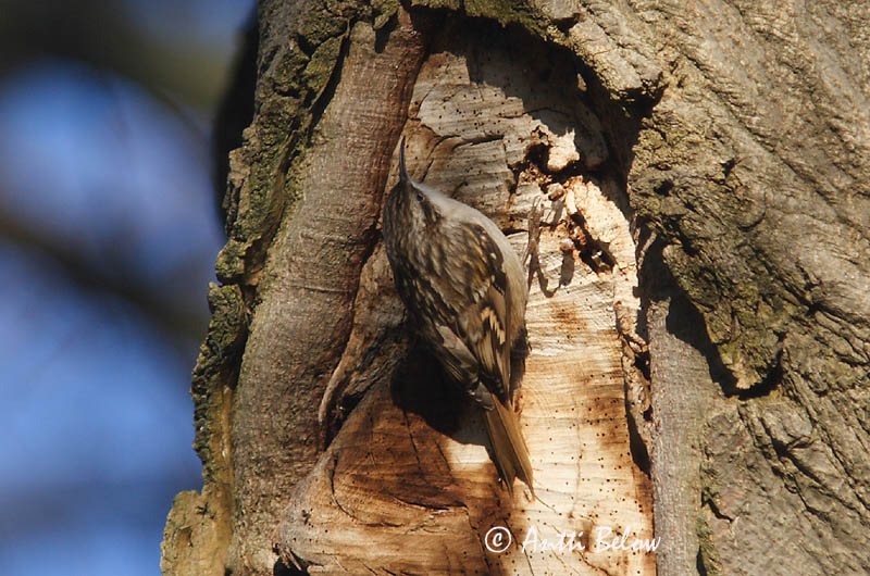 Rome, Italy 12/08
Avainsanat: Raspinell comú Korttået træløber Boomkruiper Short-toed Treecreeper Etelänpuukiipijä Grimpereau des jardins Gartenbaumläufer Rövidkarmú fakusz Garðfeti Kortklotrekryper Trepadeira-comum Certhia brachydactyla Agateador Común Trädgårdsträdkryp