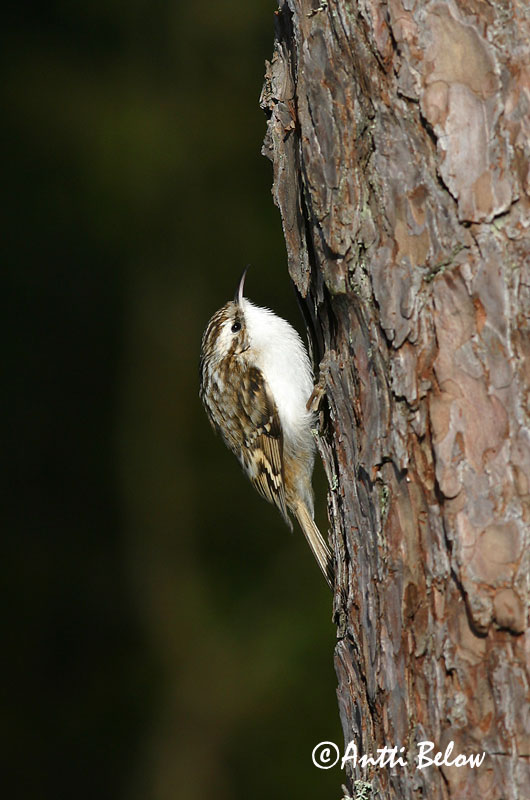 Avainsanat: Raspinell pirinenc Træløber Kortsnavelboomkruiper Eurasian Treecreeper Porr Puukiipijä Grimpereau des bois  Hegyi fakusz Skógfeti Trekryper Trepadeira-do-bosque Certhia familiaris Agateador Norteño Trädkrypare