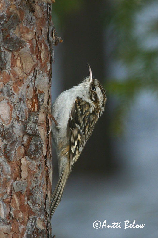 Avainsanat: Raspinell pirinenc Træløber Kortsnavelboomkruiper Eurasian Treecreeper Porr Puukiipijä Grimpereau des bois  Hegyi fakusz Skógfeti Trekryper Trepadeira-do-bosque Certhia familiaris Agateador Norteño Trädkrypare
