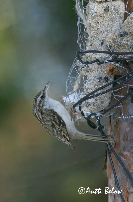 Avainsanat: Raspinell pirinenc Træløber Kortsnavelboomkruiper Eurasian Treecreeper Porr Puukiipijä Grimpereau des bois  Hegyi fakusz Skógfeti Trekryper Trepadeira-do-bosque Certhia familiaris Agateador Norteño Trädkrypare