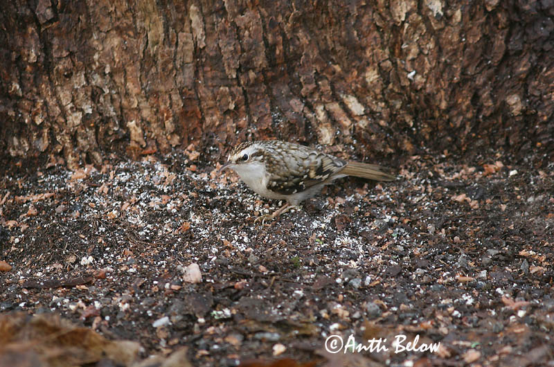 Avainsanat: Raspinell pirinenc Træløber Kortsnavelboomkruiper Eurasian Treecreeper Porr Puukiipijä Grimpereau des bois  Hegyi fakusz Skógfeti Trekryper Trepadeira-do-bosque Certhia familiaris Agateador Norteño Trädkrypare