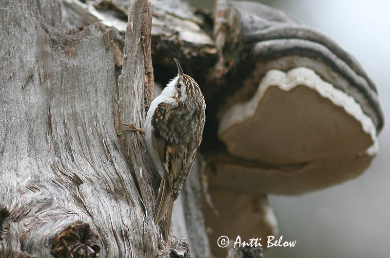 Avainsanat: Raspinell pirinenc Træløber Kortsnavelboomkruiper Eurasian Treecreeper Porr Puukiipijä Grimpereau des bois  Hegyi fakusz Skógfeti Trekryper Trepadeira-do-bosque Certhia familiaris Agateador Norteño Trädkrypare