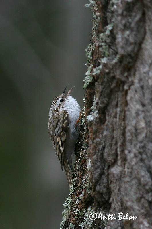Avainsanat: Raspinell pirinenc Træløber Kortsnavelboomkruiper Eurasian Treecreeper Porr Puukiipijä Grimpereau des bois  Hegyi fakusz Skógfeti Trekryper Trepadeira-do-bosque Certhia familiaris Agateador Norteño Trädkrypare