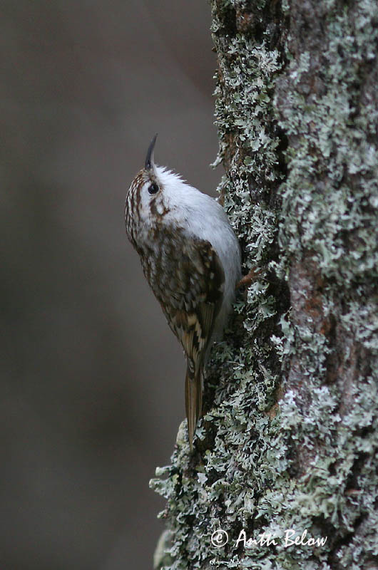 Avainsanat: Raspinell pirinenc Træløber Kortsnavelboomkruiper Eurasian Treecreeper Porr Puukiipijä Grimpereau des bois  Hegyi fakusz Skógfeti Trekryper Trepadeira-do-bosque Certhia familiaris Agateador Norteño Trädkrypare