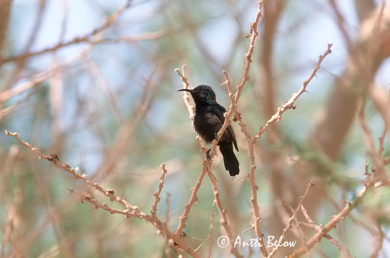 Avainsanat: Palestine Sunbird Isopurppuramedestäjä Souimanga de Palestine Jerichonektarvogel Nettarinia osea Palestinasolfugl Nectarinia osea Suimanga Palestino Palestinasolfågel