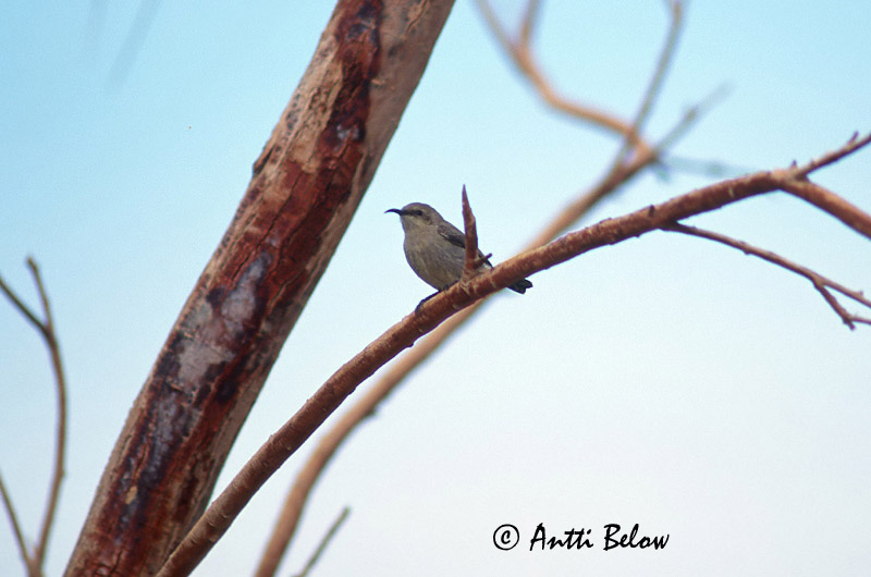 Avainsanat: Palestine Sunbird Isopurppuramedestäjä Souimanga de Palestine Jerichonektarvogel Nettarinia osea Palestinasolfugl Nectarinia osea Suimanga Palestino Palestinasolfågel