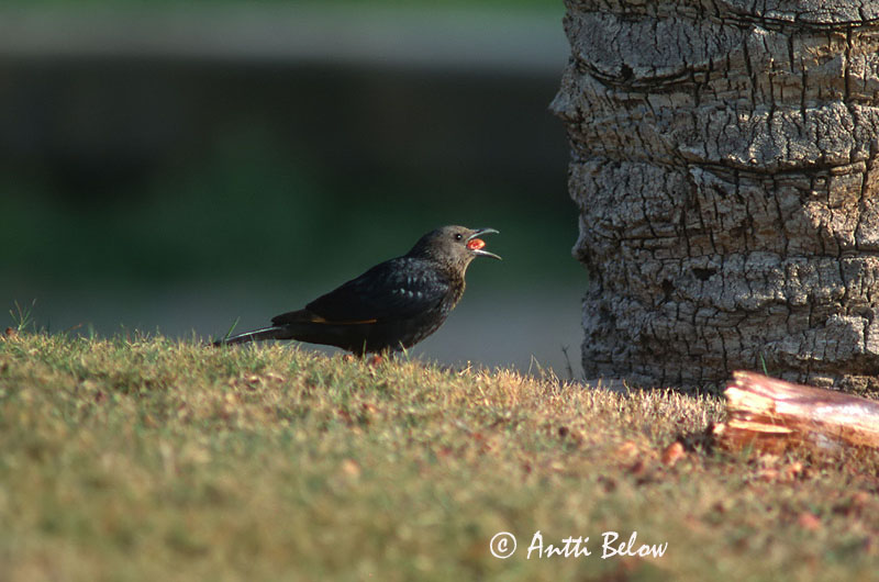 Avainsanat: Tristrams spreeuw Tristram's Starling Rotkorakkeli Rufipenne de Tristram Tristramstar Storno alirosse di Tristram Rødvingeglansstær Onychognathus tristramii Estornino de Tristram Sinaiglansstare