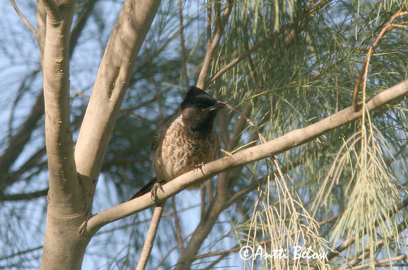 Avainsanat: Punaperäbulbuli Bulbul de ventre blanc Grauwe buulbuul Red-vented Bulbul Bulbul Bulbul des jardins Graubülbül Hagebylbyl Pycnonotus barbatus Bulbul Naranjero Trädgårdsbulbyl