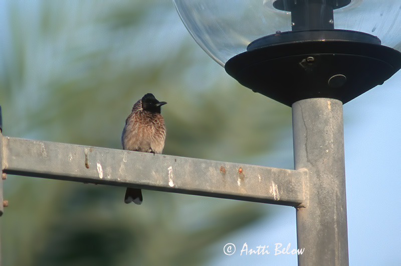 Avainsanat: Red-vented Bulbul Bulbul à ventre rouge Russbülbül Pycnonotus cafer Bulbul ventrirrojo Rödgumpad bulbyl Punaperäbulbuli