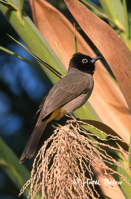Avainsanat: Arabische buulbuul White-spectacled Bulbul Bulbul d'Arabie Gelbsteißbülbül Levantbylbyl Pycnonotus xanthopygos Bulbul Arabe Levantbulbyl Arabianbulbuli