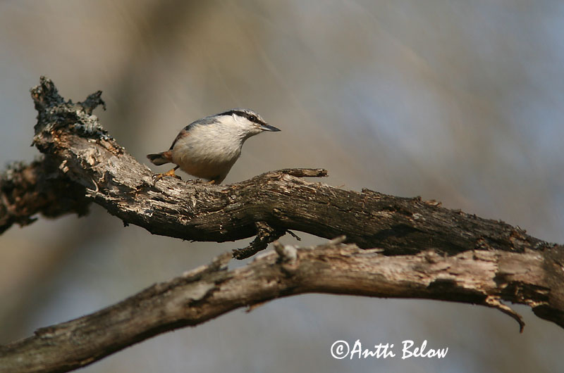 Avainsanat: Pica-soques blau Spætmejse Boomklever Eurasian Nuthatch Puukoristaja Pähkinänakkeli Sittelle torchepot Kleiber Csuszka Hnotigða Picchio muratore Spettmeis Trepadeira-azul Sitta europaea Trepador Azul Nötväcka