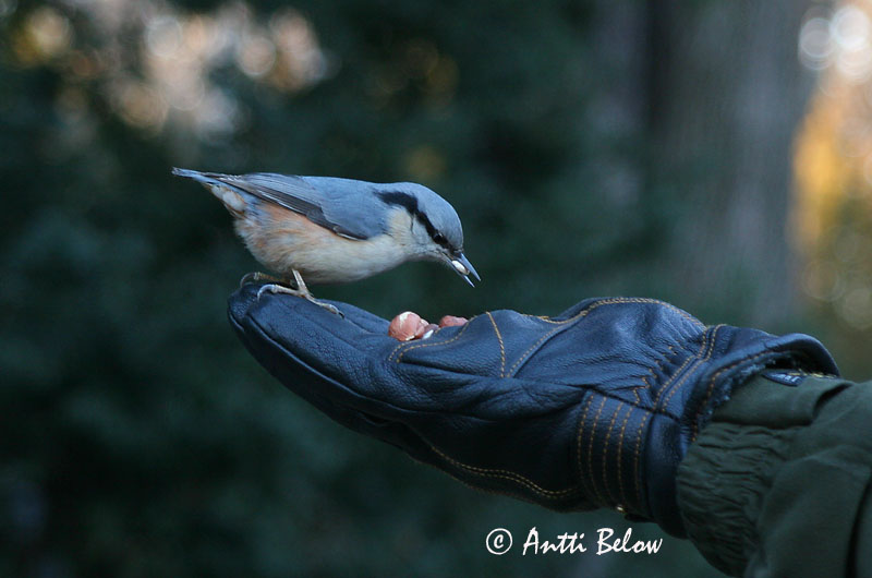 Avainsanat: Pica-soques blau Spætmejse Boomklever Eurasian Nuthatch Puukoristaja Pähkinänakkeli Sittelle torchepot Kleiber Csuszka Hnotigða Picchio muratore Spettmeis Trepadeira-azul Sitta europaea Trepador Azul Nötväcka