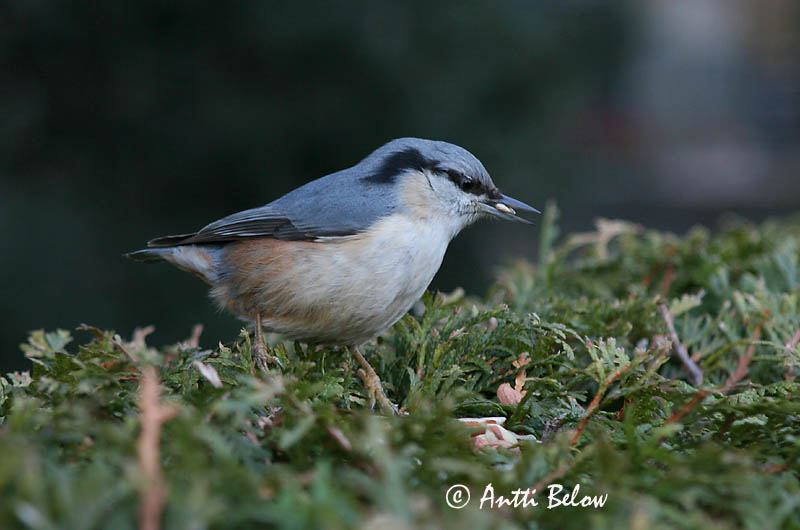 Avainsanat: Pica-soques blau Spætmejse Boomklever Eurasian Nuthatch Puukoristaja Pähkinänakkeli Sittelle torchepot Kleiber Csuszka Hnotigða Picchio muratore Spettmeis Trepadeira-azul Sitta europaea Trepador Azul Nötväcka