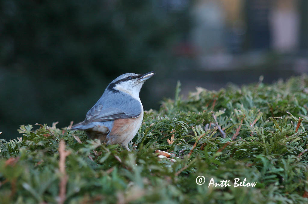 Avainsanat: Pica-soques blau Spætmejse Boomklever Eurasian Nuthatch Puukoristaja Pähkinänakkeli Sittelle torchepot Kleiber Csuszka Hnotigða Picchio muratore Spettmeis Trepadeira-azul Sitta europaea Trepador Azul Nötväcka