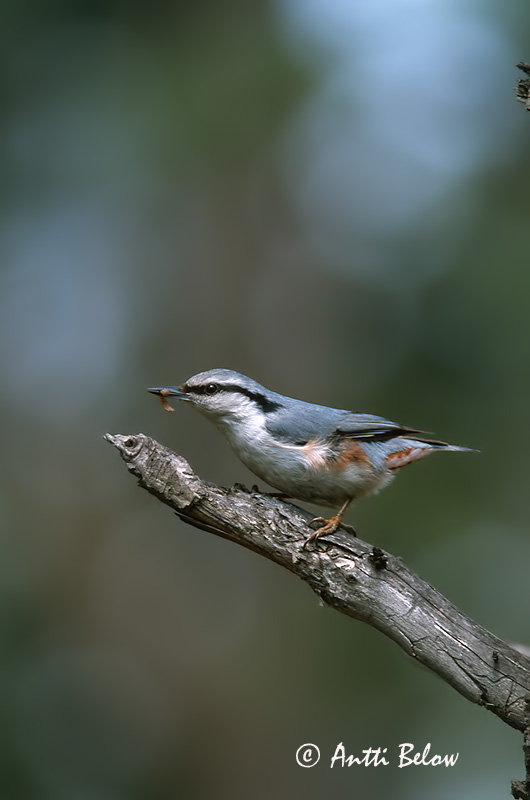 Avainsanat: Pica-soques blau Spætmejse Boomklever Eurasian Nuthatch Puukoristaja Pähkinänakkeli Sittelle torchepot Kleiber Csuszka Hnotigða Picchio muratore Spettmeis Trepadeira-azul Sitta europaea Trepador Azul Nötväcka
