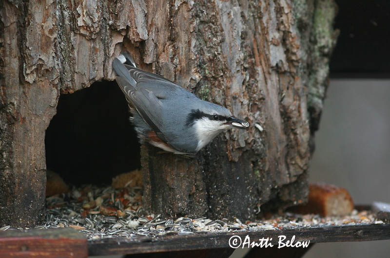 Avainsanat: Pica-soques blau Spætmejse Boomklever Eurasian Nuthatch Puukoristaja Pähkinänakkeli Sittelle torchepot Kleiber Csuszka Hnotigða Picchio muratore Spettmeis Trepadeira-azul Sitta europaea Trepador Azul Nötväcka