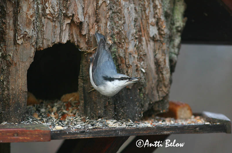 Avainsanat: Pica-soques blau Spætmejse Boomklever Eurasian Nuthatch Puukoristaja Pähkinänakkeli Sittelle torchepot Kleiber Csuszka Hnotigða Picchio muratore Spettmeis Trepadeira-azul Sitta europaea Trepador Azul Nötväcka