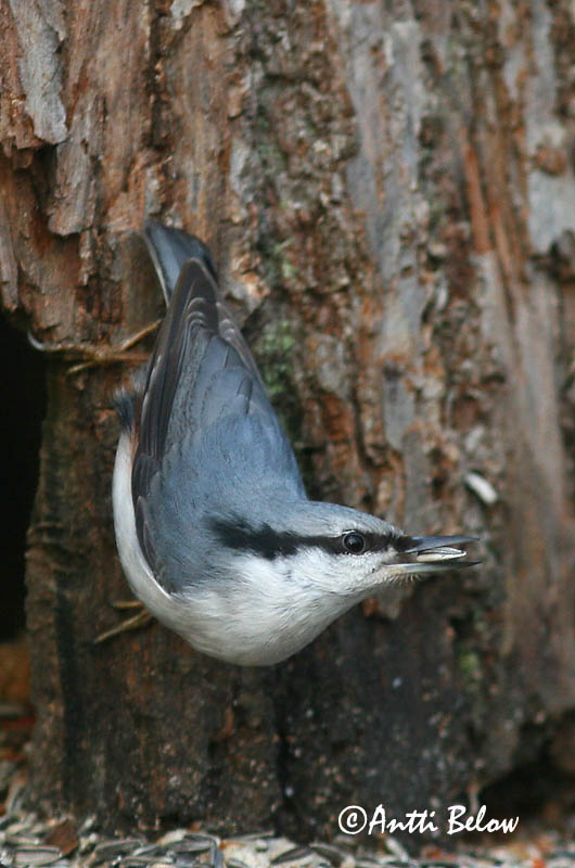 Avainsanat: Pica-soques blau Spætmejse Boomklever Eurasian Nuthatch Puukoristaja Pähkinänakkeli Sittelle torchepot Kleiber Csuszka Hnotigða Picchio muratore Spettmeis Trepadeira-azul Sitta europaea Trepador Azul Nötväcka