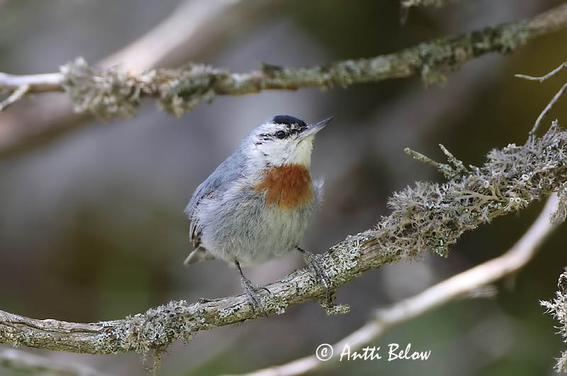 Avainsanat: Turkse boomklever Krüper's Nuthatch Punarintanakkeli Sittelle de Krüper Türkenkleiber Picchio muratore di Krüper Tyrkerspettmeis Sitta krueperi Trepador de Krüper Krüpers nötväcka