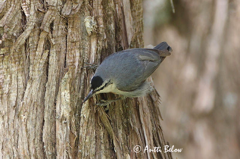 Avainsanat: Turkse boomklever Krüper's Nuthatch Punarintanakkeli Sittelle de Krüper Türkenkleiber Picchio muratore di Krüper Tyrkerspettmeis Sitta krueperi Trepador de Krüper Krüpers nötväcka