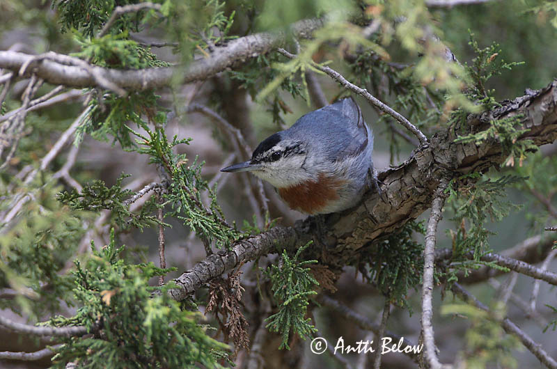 Avainsanat: Turkse boomklever Krüper's Nuthatch Punarintanakkeli Sittelle de Krüper Türkenkleiber Picchio muratore di Krüper Tyrkerspettmeis Sitta krueperi Trepador de Krüper Krüpers nötväcka