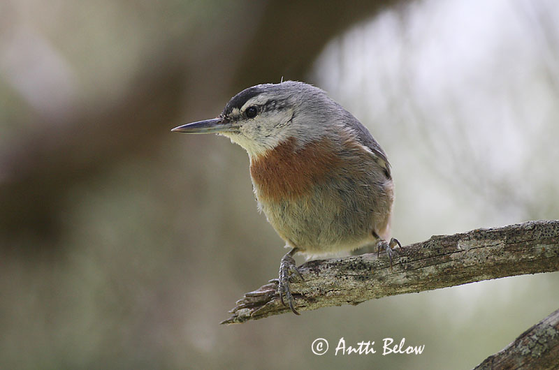 Avainsanat: Turkse boomklever Krüper's Nuthatch Punarintanakkeli Sittelle de Krüper Türkenkleiber Picchio muratore di Krüper Tyrkerspettmeis Sitta krueperi Trepador de Krüper Krüpers nötväcka