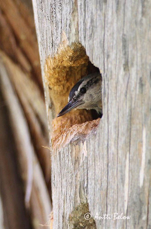 Avainsanat: Turkse boomklever Krüper's Nuthatch Punarintanakkeli Sittelle de Krüper Türkenkleiber Picchio muratore di Krüper Tyrkerspettmeis Sitta krueperi Trepador de Krüper Krüpers nötväcka