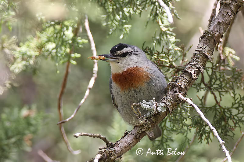 Avainsanat: Turkse boomklever Krüper's Nuthatch Punarintanakkeli Sittelle de Krüper Türkenkleiber Picchio muratore di Krüper Tyrkerspettmeis Sitta krueperi Trepador de Krüper Krüpers nötväcka