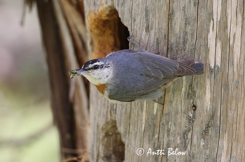 Avainsanat: Turkse boomklever Krüper's Nuthatch Punarintanakkeli Sittelle de Krüper Türkenkleiber Picchio muratore di Krüper Tyrkerspettmeis Sitta krueperi Trepador de Krüper Krüpers nötväcka