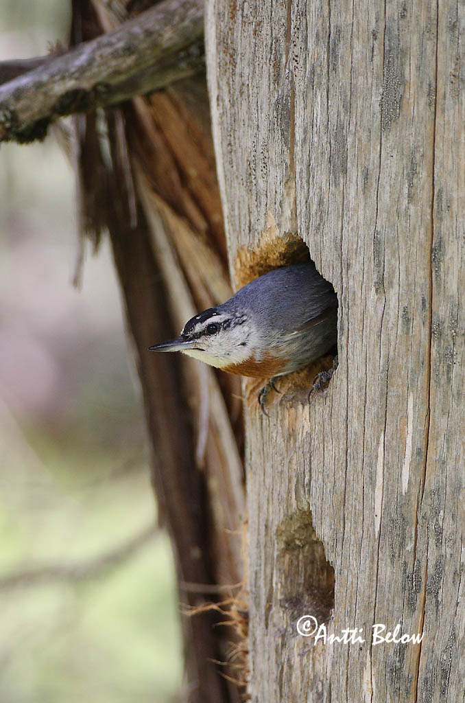 Avainsanat: Turkse boomklever Krüper's Nuthatch Punarintanakkeli Sittelle de Krüper Türkenkleiber Picchio muratore di Krüper Tyrkerspettmeis Sitta krueperi Trepador de Krüper Krüpers nötväcka