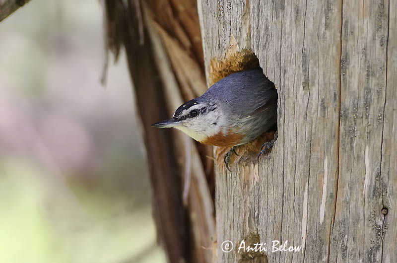 Avainsanat: Turkse boomklever Krüper's Nuthatch Punarintanakkeli Sittelle de Krüper Türkenkleiber Picchio muratore di Krüper Tyrkerspettmeis Sitta krueperi Trepador de Krüper Krüpers nötväcka