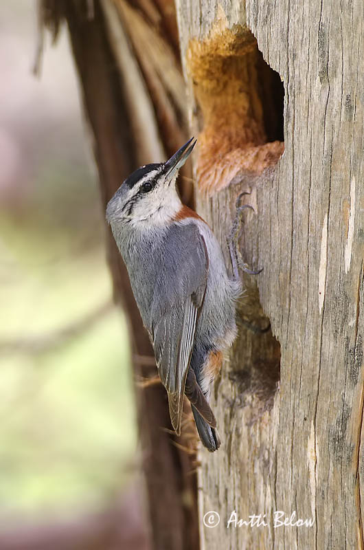Avainsanat: Turkse boomklever Krüper's Nuthatch Punarintanakkeli Sittelle de Krüper Türkenkleiber Picchio muratore di Krüper Tyrkerspettmeis Sitta krueperi Trepador de Krüper Krüpers nötväcka