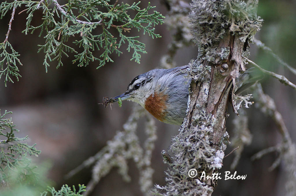 Avainsanat: Turkse boomklever Krüper's Nuthatch Punarintanakkeli Sittelle de Krüper Türkenkleiber Picchio muratore di Krüper Tyrkerspettmeis Sitta krueperi Trepador de Krüper Krüpers nötväcka