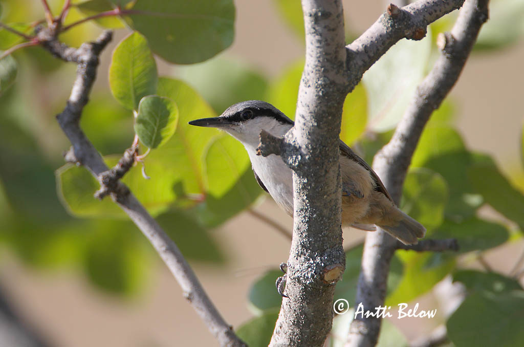 Avainsanat: Grote rotsklever Eastern Rock Nuthatch Idänkallionakkeli Sittelle des rochers Klippenkleiber Picchio muratore di roccia orientale Ravinespettmeis Sitta tephronota Trepador Armenio Östlig klippnötväcka