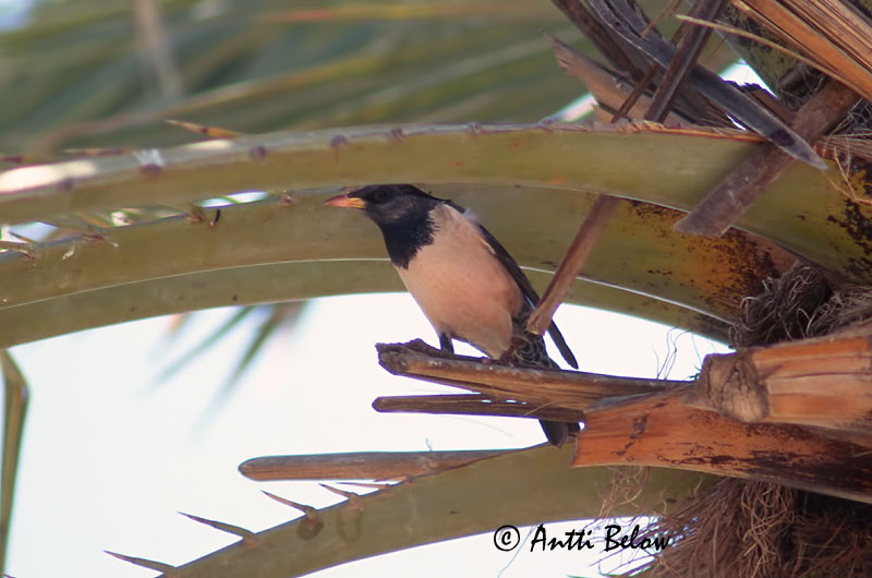 Avainsanat: Estornell rosat Rosenstær Rose spreeuw Rose-coloured Starling Roosa-kuldnokk Punakottarainen Etourneau roselin Rosenstar Pásztormadár Rósastari Rosenstær Estorinho-rosado Sturnus roseus Estornino Rosado Rosenstare
