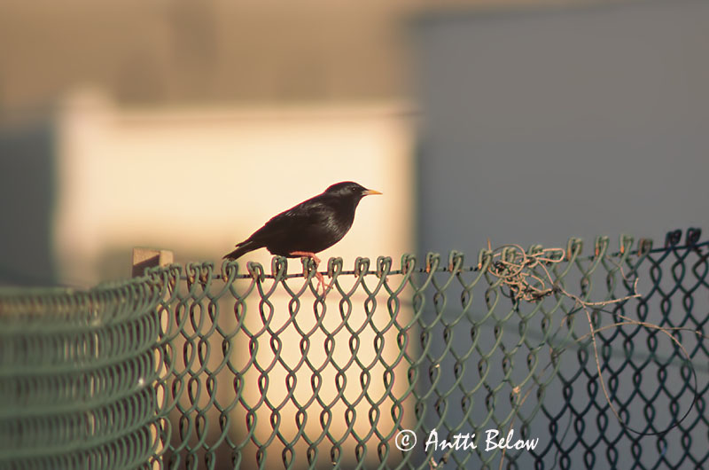 Avainsanat: Estornell negre Zwarte spreeuw Spotless Starling Mustakottarainen Etourneau unicolore Einfarbstar Middelhavsstær Sturnus unicolor Estornino Negro Svartstare