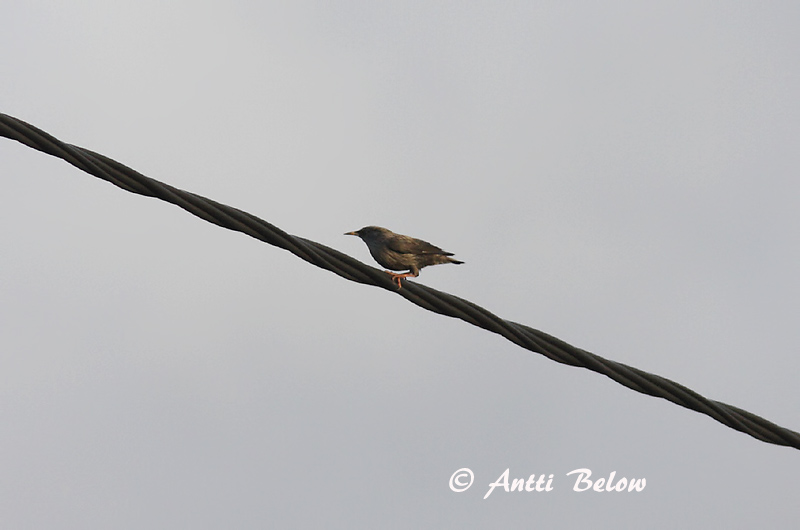Avainsanat: Estornell negre Zwarte spreeuw Spotless Starling Mustakottarainen Etourneau unicolore Einfarbstar Middelhavsstær Sturnus unicolor Estornino Negro Svartstare