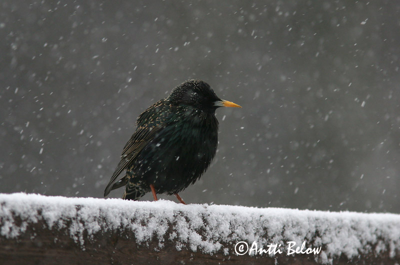 Avainsanat: Estornell vulgar Stær Spreeuw Common Starling Kuldnokk Etourneau sansonnet Star Seregély Stari Stær Estorinho-malhado Sturnus vulgaris Estornino Pinto Stare