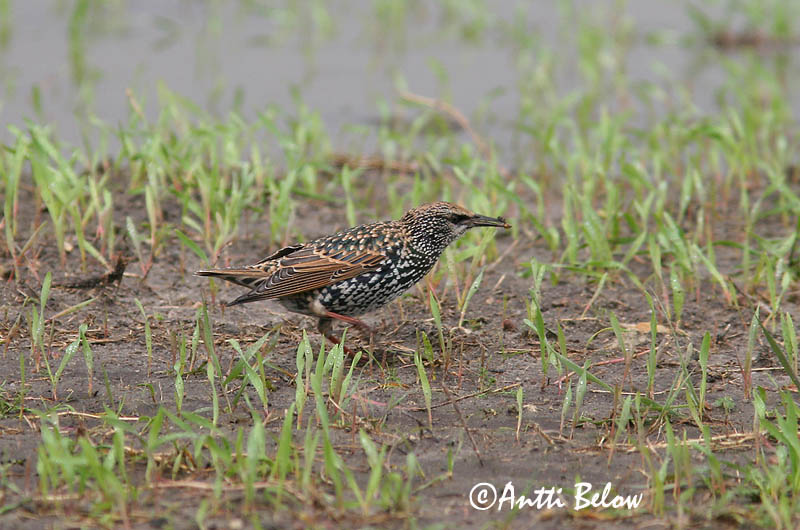 Avainsanat: Estornell vulgar Stær Spreeuw Common Starling Kuldnokk Etourneau sansonnet Star Seregély Stari Stær Estorinho-malhado Sturnus vulgaris Estornino Pinto Stare